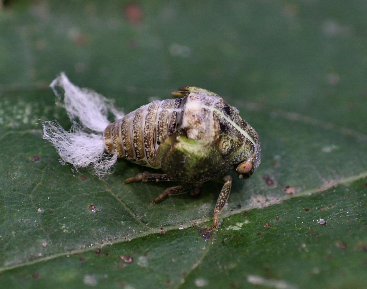 emittero piumoso da identificare: ninfe Acanalonia conica